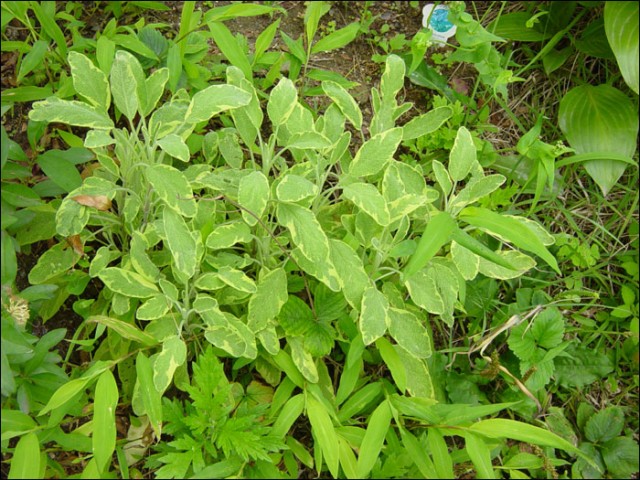 14.세이지류